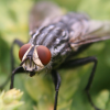 Mating mix-up with wrong fly lowers libido for Mr. Right