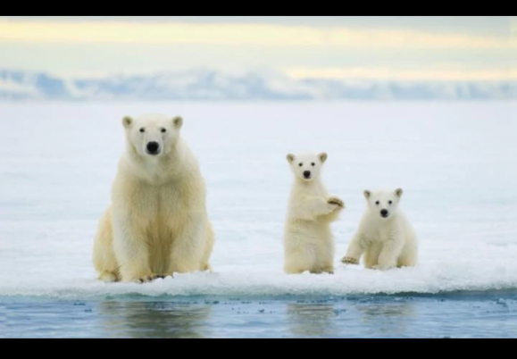 Another Arctic ice panic over as world temperatures plummet