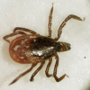 Coming this summer: more ticks and a deadly new tick-borne disease