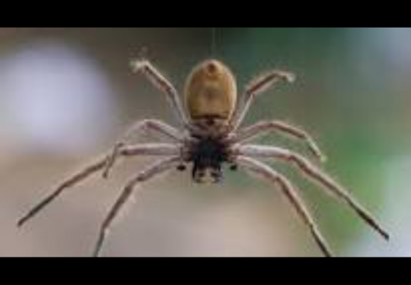 Michigan mom finds giant spider in toddler