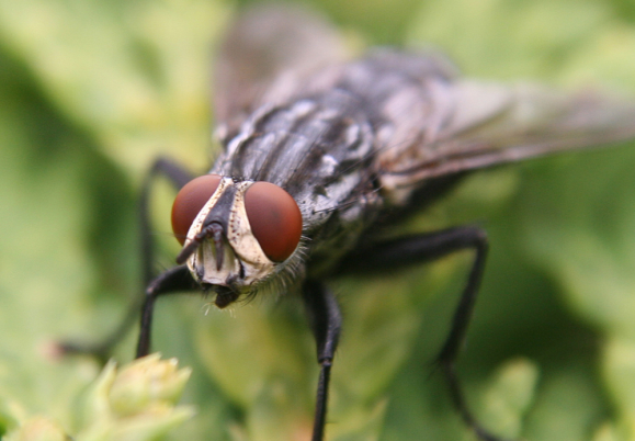 Mating mix-up with wrong fly lowers libido for Mr. Right