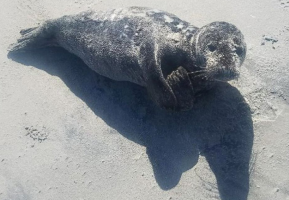 Stranded seal pup rescued after being spotted by US Coast Guard on New Jersey beach