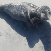 Stranded seal pup rescued after being spotted by US Coast Guard on New Jersey beach