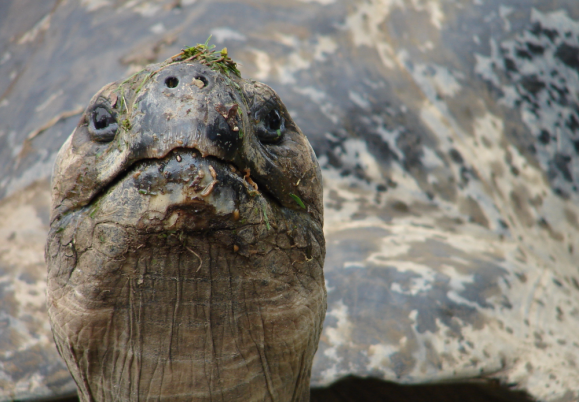 Desert tortoises relocated for expansion of Marine combat center at Twentynine Palms