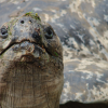 Desert tortoises relocated for expansion of Marine combat center at Twentynine Palms