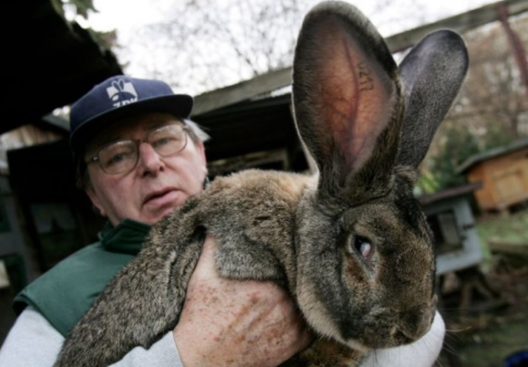 United Airlines investigates giant bunny death