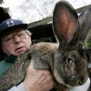 United Airlines investigates giant bunny death