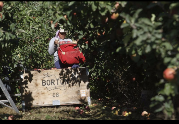 Robotic fruit pickers may help orchards with worker shortage