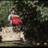 Robotic fruit pickers may help orchards with worker shortage