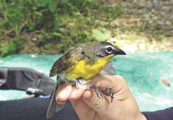 Biodiversity thrives on Fort Leonard Wood