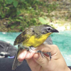 Biodiversity thrives on Fort Leonard Wood