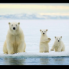 Another Arctic ice panic over as world temperatures plummet