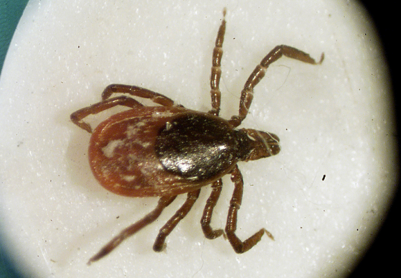 Coming this summer: more ticks and a deadly new tick-borne disease