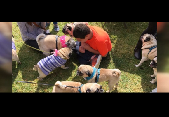 Teen with autism has 100 4-legged guests at pug birthday party