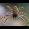 Michigan mom finds giant spider in toddler