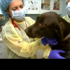 Coughing canines? 6 things to know about dog flu