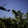 The War On Cannabis Heats Up