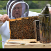 Ohio Air Force base recognized for bee conservation