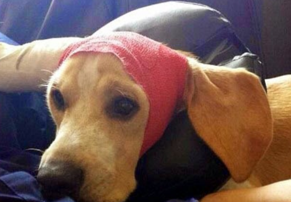 Dog’s owners horrified as alligator kills...