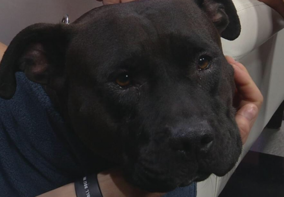 DOG GROOMER ACCUSED OF CHOKING AND SLAMMING...